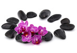 Fototapeta Storczyk - Zen pebbles and orchid flower. Stone spa and healthcare concept.