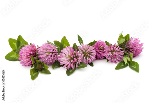 Naklejka - mata magnetyczna na lodówkę Clover or trefoil flower medicinal herbs isolated on white backg