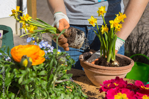 Frühling. Einpflanzen von Frühlingsblumen im Garten. Poster