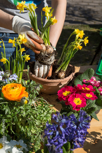 Frühling. Einpflanzen von Frühlingsblumen im Garten. Poster