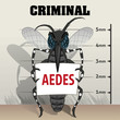Aedes aegypti mosquitoes sting in jail, holding poster