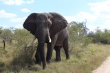 Fototapeta Sawanna - Elephant Kruger Park South Africa