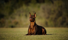 Red Doberman With Cropped Ears Lying On A Grass Field But Alert
