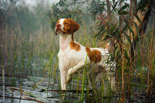 Fotografia, Obraz  Brittany Spaniel standing on point in lagoon