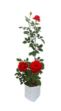 Red Rose In Plastic Bag On White Bacground , Clipping Path