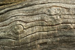 Texture of old stump
