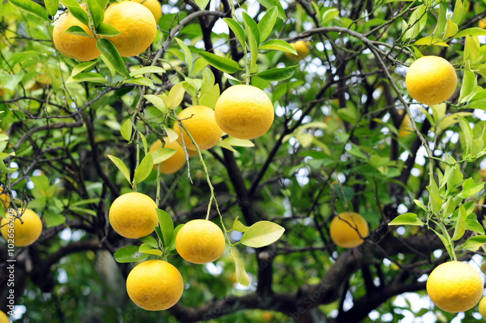 Citrus Hassaku orange-3 Stock Photo | Adobe Stock