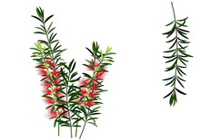 Bottle Brush Flower ,red Flower On White Background ,vector Illustration