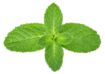 Mint leaves close-up isolated on white background.