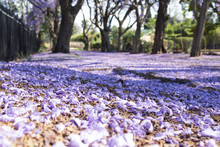 Suburban Road With Jacaranda Trees And Small Flowers Making A Ca