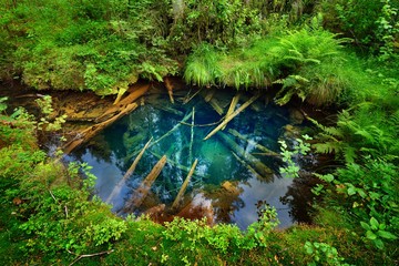 Wall Mural - Forest spring at the beginning of the river in Endla nature park, Estonia