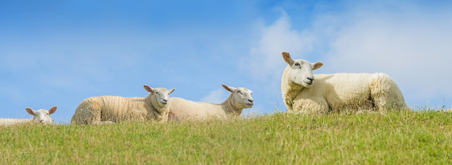 Wall Mural - sheep on a meadow