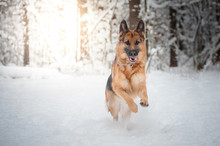 Running German Shepherd Dog