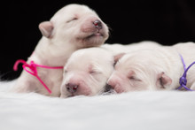 Newborn Golden Retriever Puppies