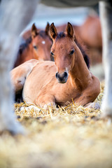 Wall Mural - Bay foal lying on hay and sleep