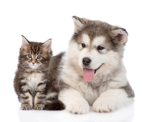 alaskan malamute dog and maine coon cat together. isolated on wh