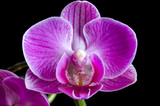 Fototapeta Storczyk - Purple magenta orchid on black background