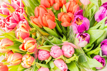  Viele Tulpen Bündel