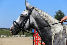 Side View Portrait Of Grey Jumping Horse With Nice Braided Mane