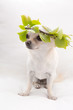 © stedem_photo - Chihuahua