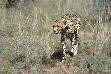Wall Mural - africa. namibia. cheetah