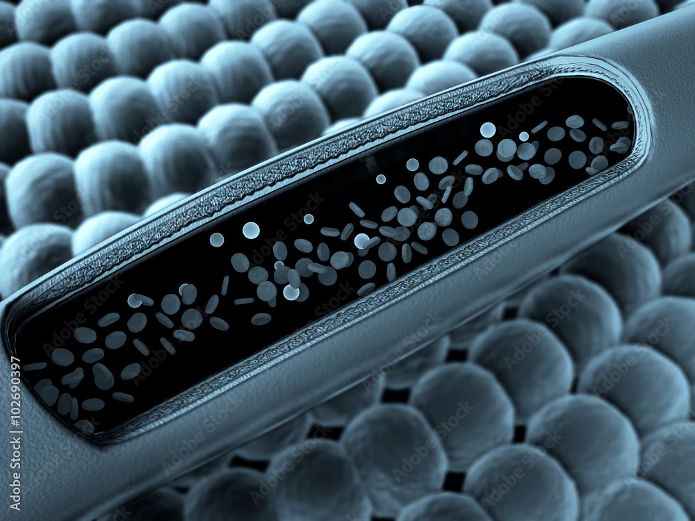 Inside The Blood Vessel Insulin And Leukocytes Inside The Blood Vessel White Blood Cells 