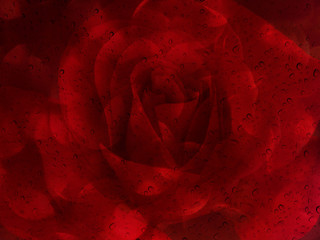 Wall Mural - Romantic red rose with water drop on glass mirror plate for abst