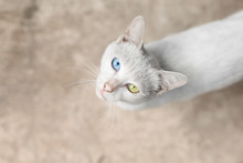 A White Cat With Two Different Colored Eyes Standing On A Blurred Background. One Blue And A Yellow Eye. She Look Straight At You.