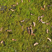 Acer Negundo And Green Moss