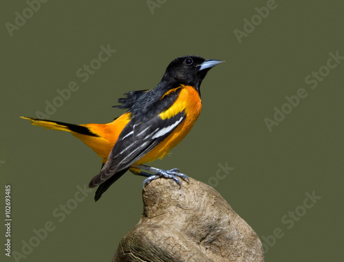 Fototapeta na szkło Wilga północna Baltimore (Icterus galbula)