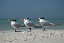 Royal Terns (Sterna Maxima)