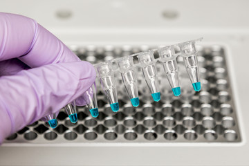 Poster - PCR samples ready for a thermal cycler.