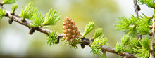 Young Larch Cone On A Branch