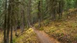 Fototapeta Na ścianę - A path in the thick spruce forest. BLUE LAKE TRAIL, Washington state