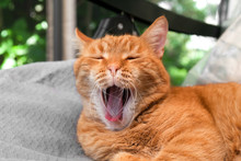 Red Cat Yawning