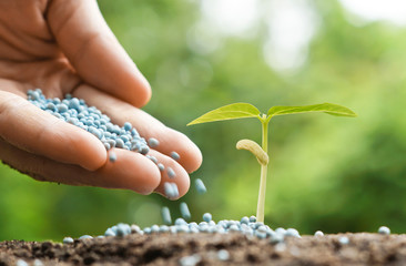 Wall Mural - Hand of a farmer giving fertilizer to young green plants / nurturing baby plant with chemical fertilizer