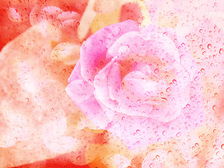 Wall Mural - Romantic rose shadow with water drop on glass mirror plate