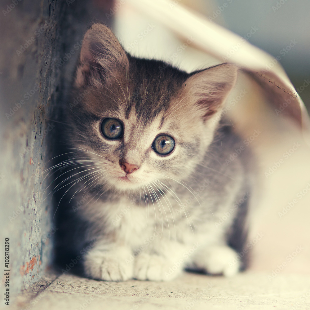 little cute kitten siting outdoors - obrazy, fototapety, plakaty 