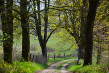 Spring Landscape With Dirt Road In Forest