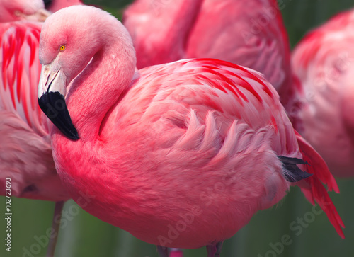 Plakat na papierze fotorealistycznym Flamingi