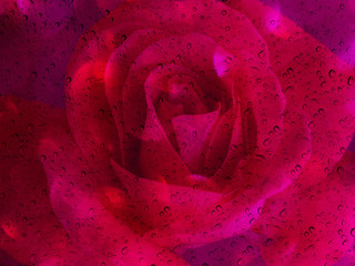 Wall Mural - Romantic red rose with water drop on glass mirror plate for abst