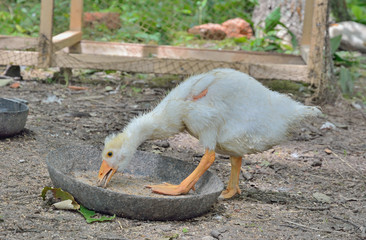 Wall Mural - Gosling 3