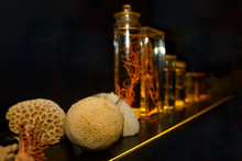 The Collection Of Corals In A Museum