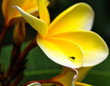 A yellow Plumeria Flower with a small fly resting.