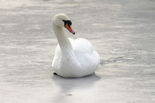 Mute Swan On The Ice, Winter