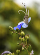A Butterfly on a blue flower