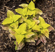 A close up of a light green and yellow plant with rust coloring for garden lanscape.