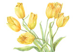 Fototapeta Tulipany - watercolor flowers tulips separately