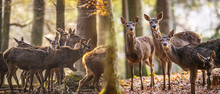 Red Deers In A Forest