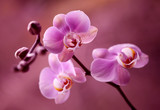 Fototapeta Kwiaty - Orchidea - Storczyki fiolet